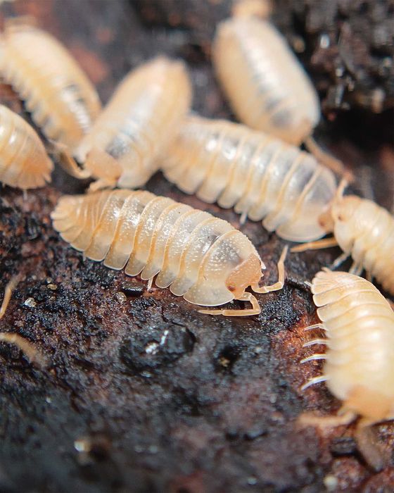 Armadillidium pallasii "Orange", isopody, 10 szt.
