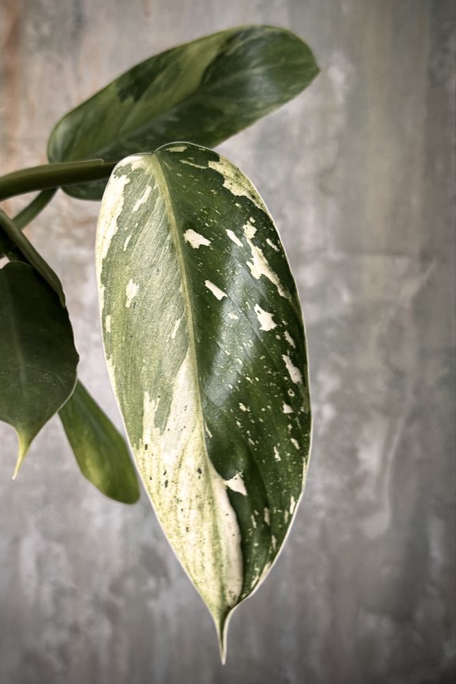 Philodendron domesticum Jose Buono - Filodendron variegata, pędówka