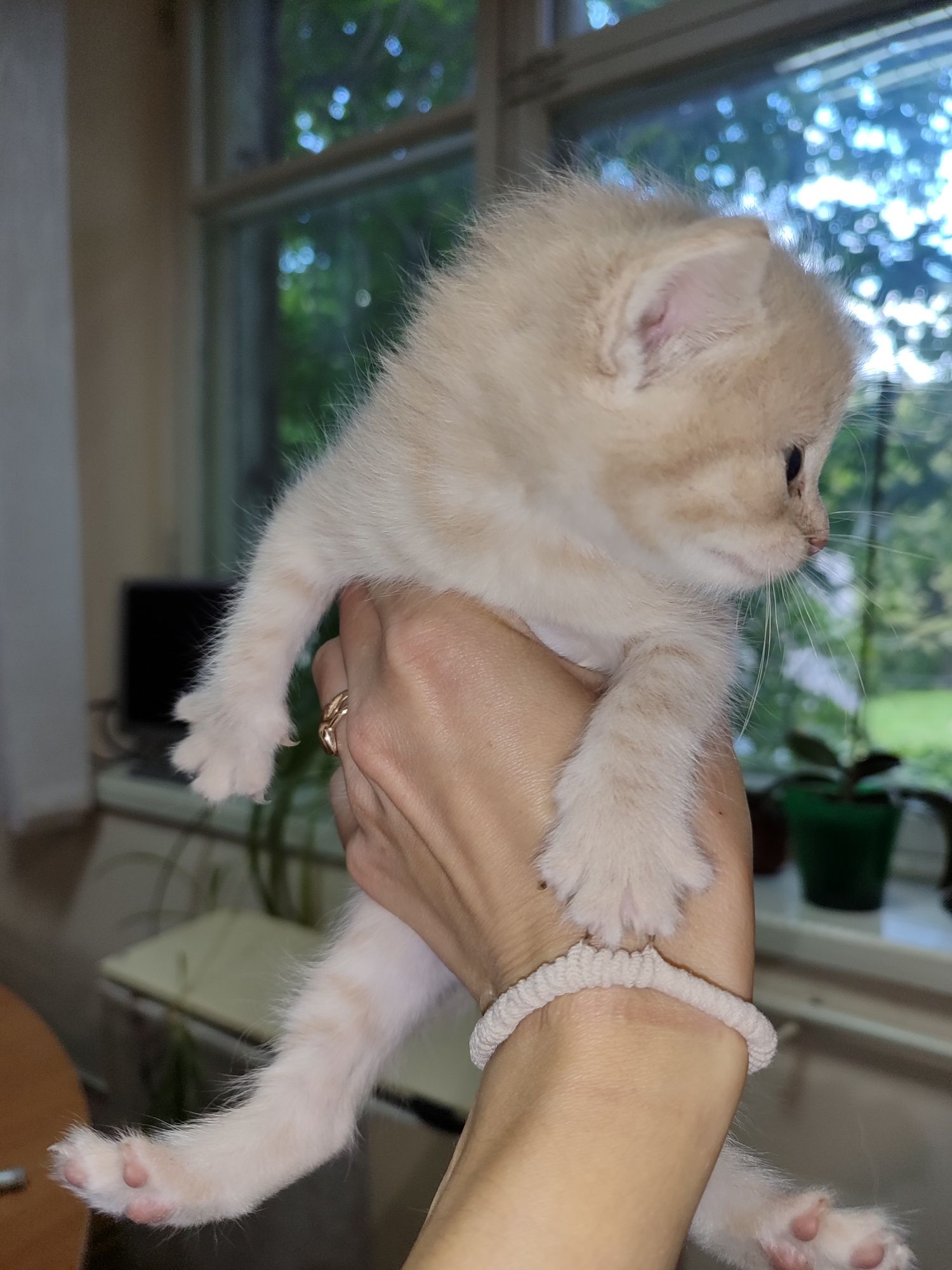 Котенята 2 хлопчики 2 дівчинки