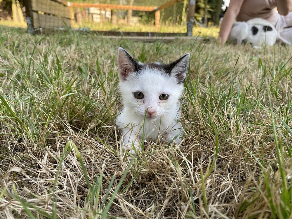 Koteczka Pralinka szuka domu - adopcja