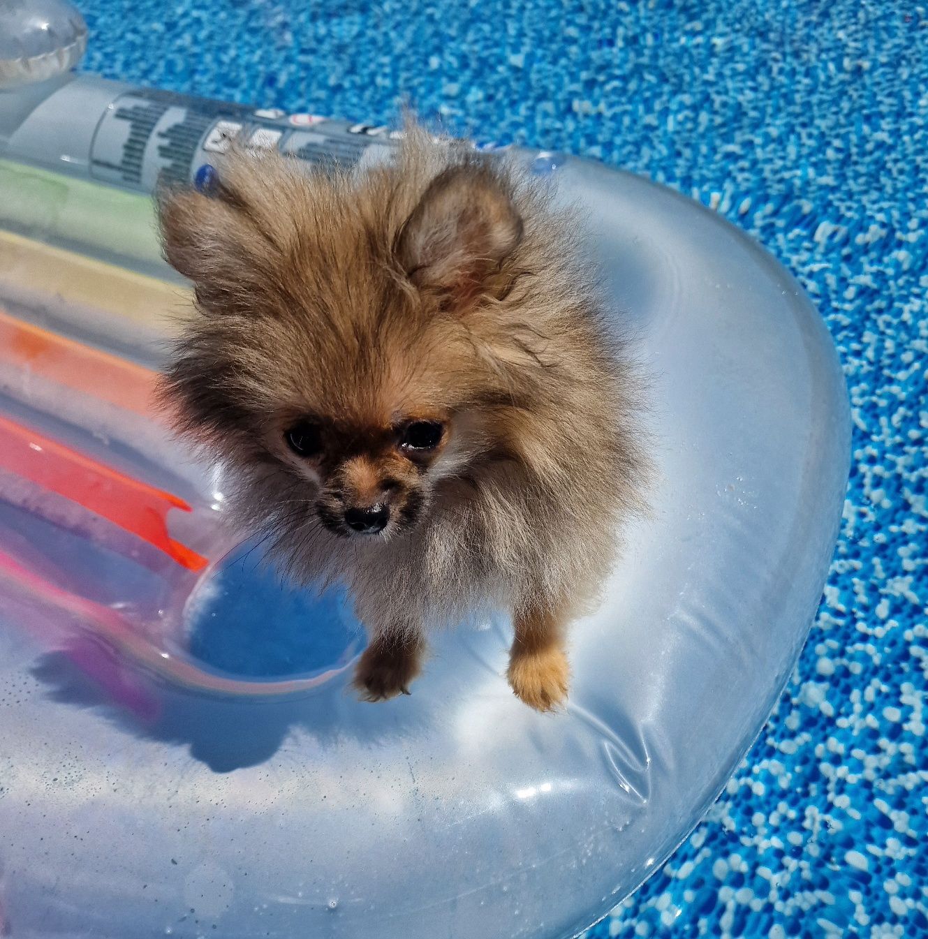 Lulu Pomerânia C/LOP Macho