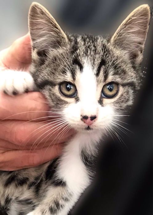 Котики в добрі руки