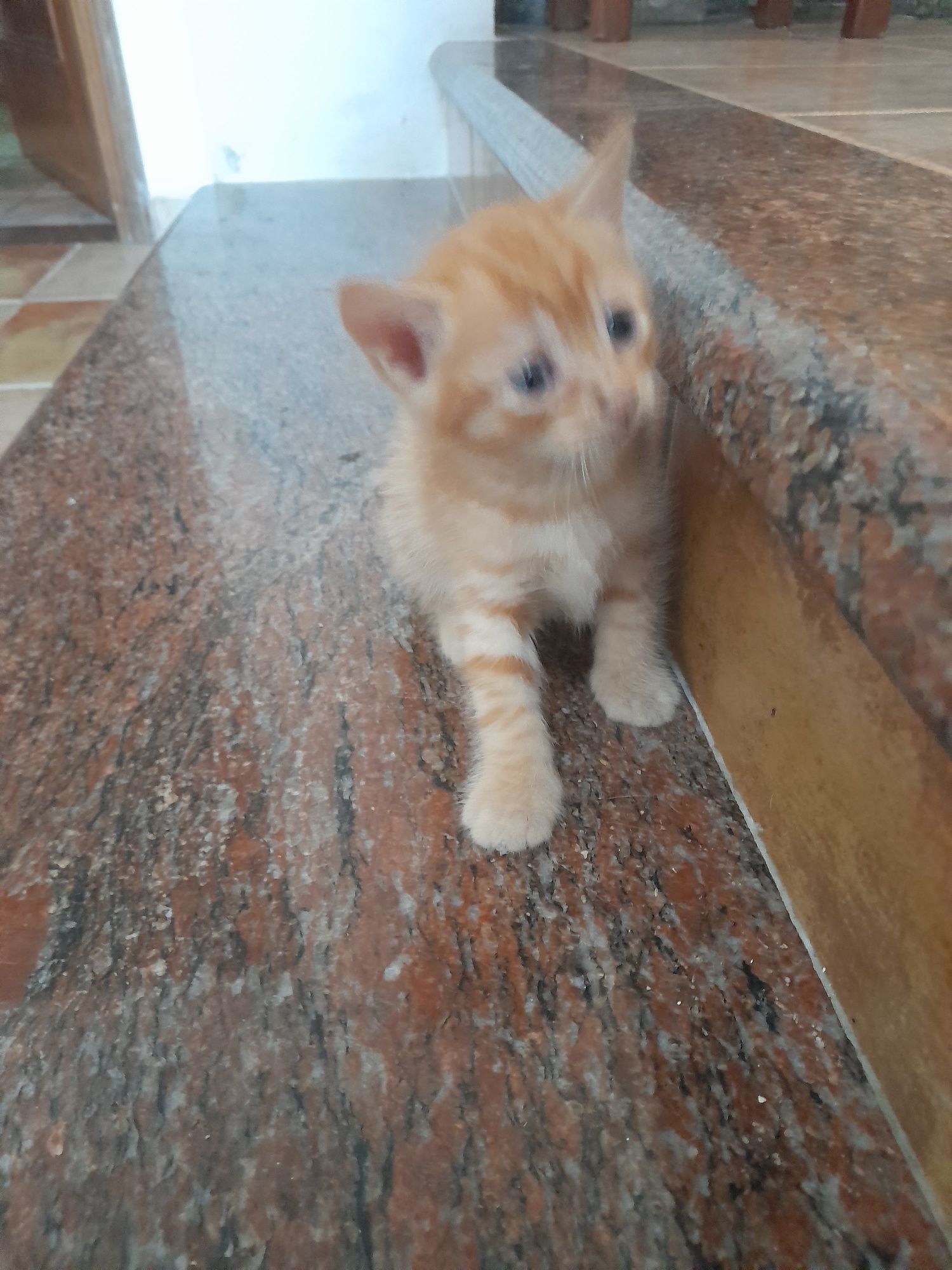 Gatinhos para adopção