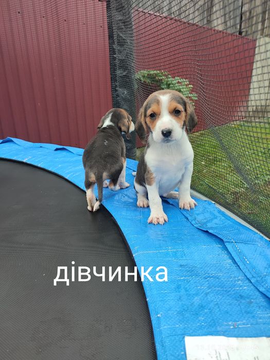 Цуценята,собака естонська гонча