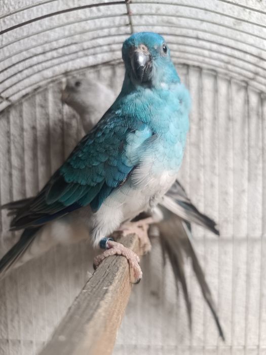 Vendo casais de red rumped