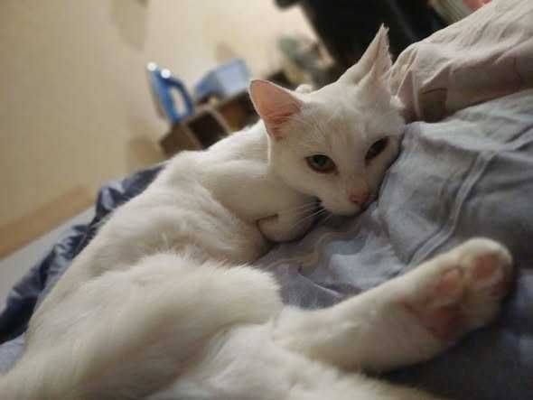 Кому пухнасту блондинку ?