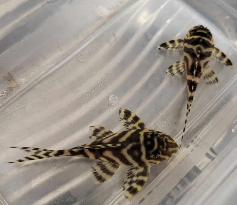 Zbrojnik Hypancistrus L333