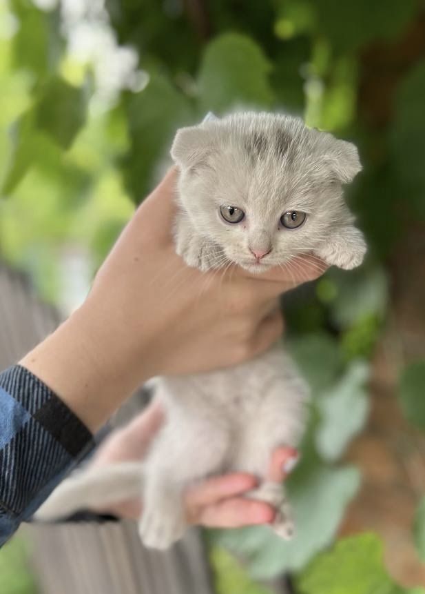 Віддам в добрі руки милих кошенят