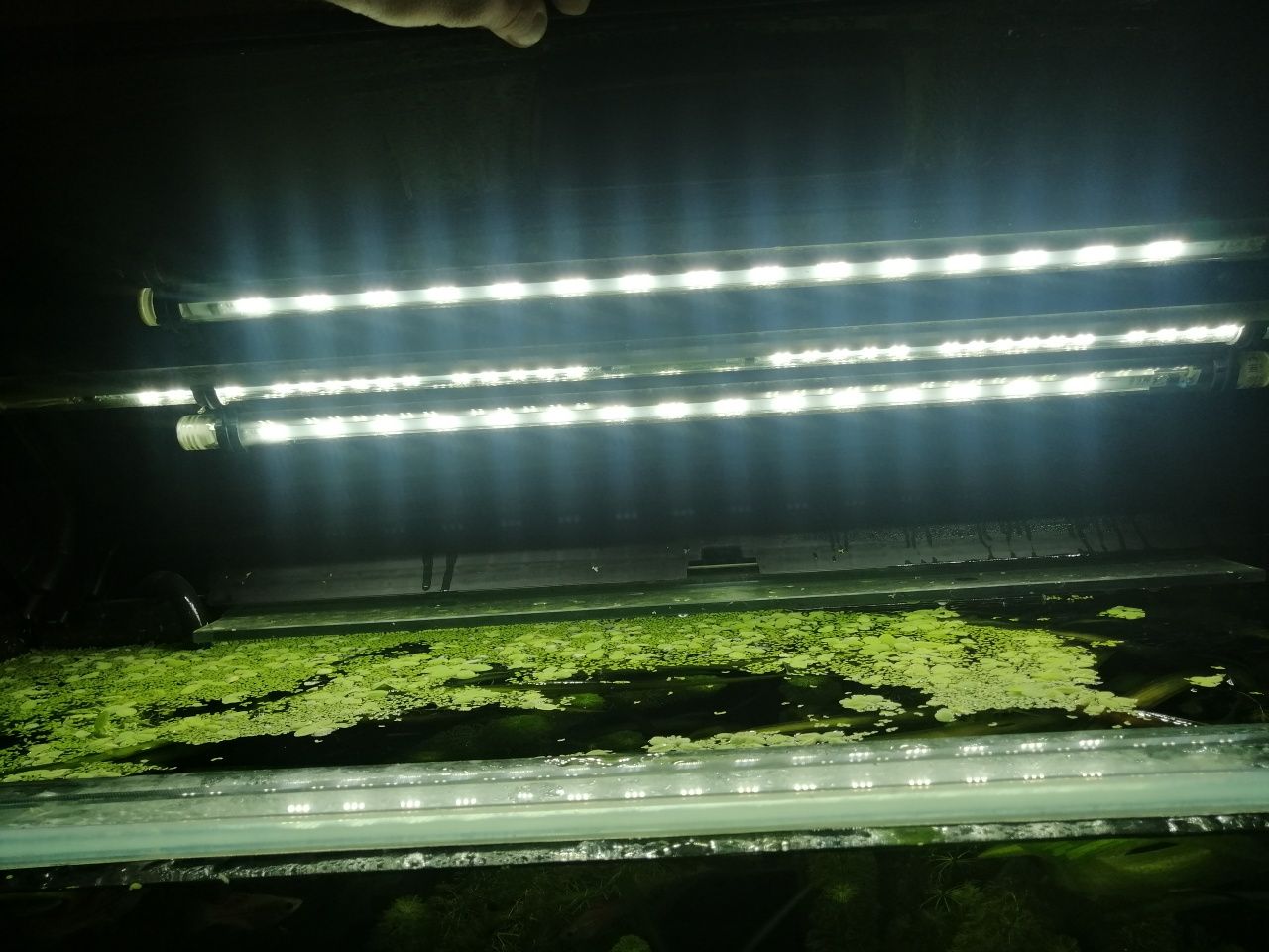 Tampa aquário 100x40 + 2 tubos led