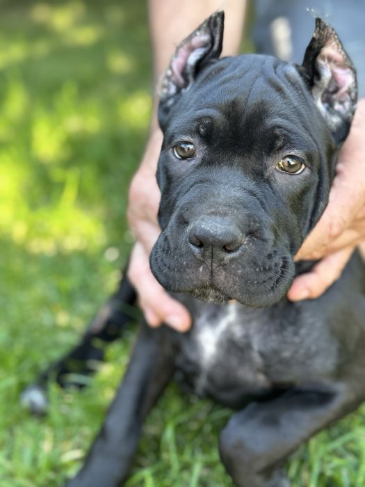 Чудова дівчинка Кане Корсо (Cane Corso Italiano)