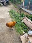 Frango orpinton amarelo