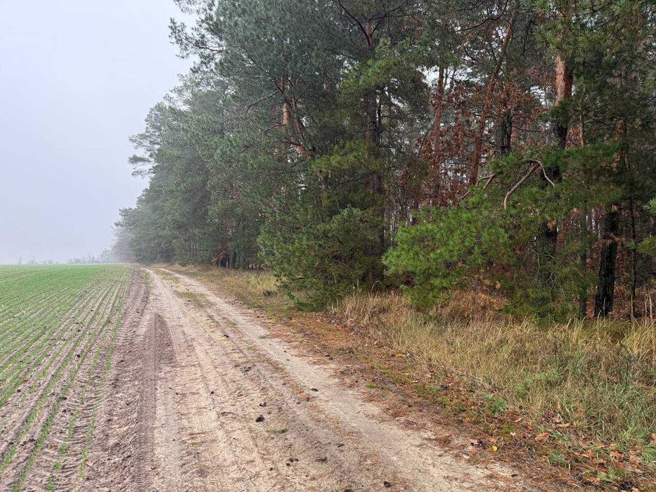 Продаж ділянки 335 соток біля лісу