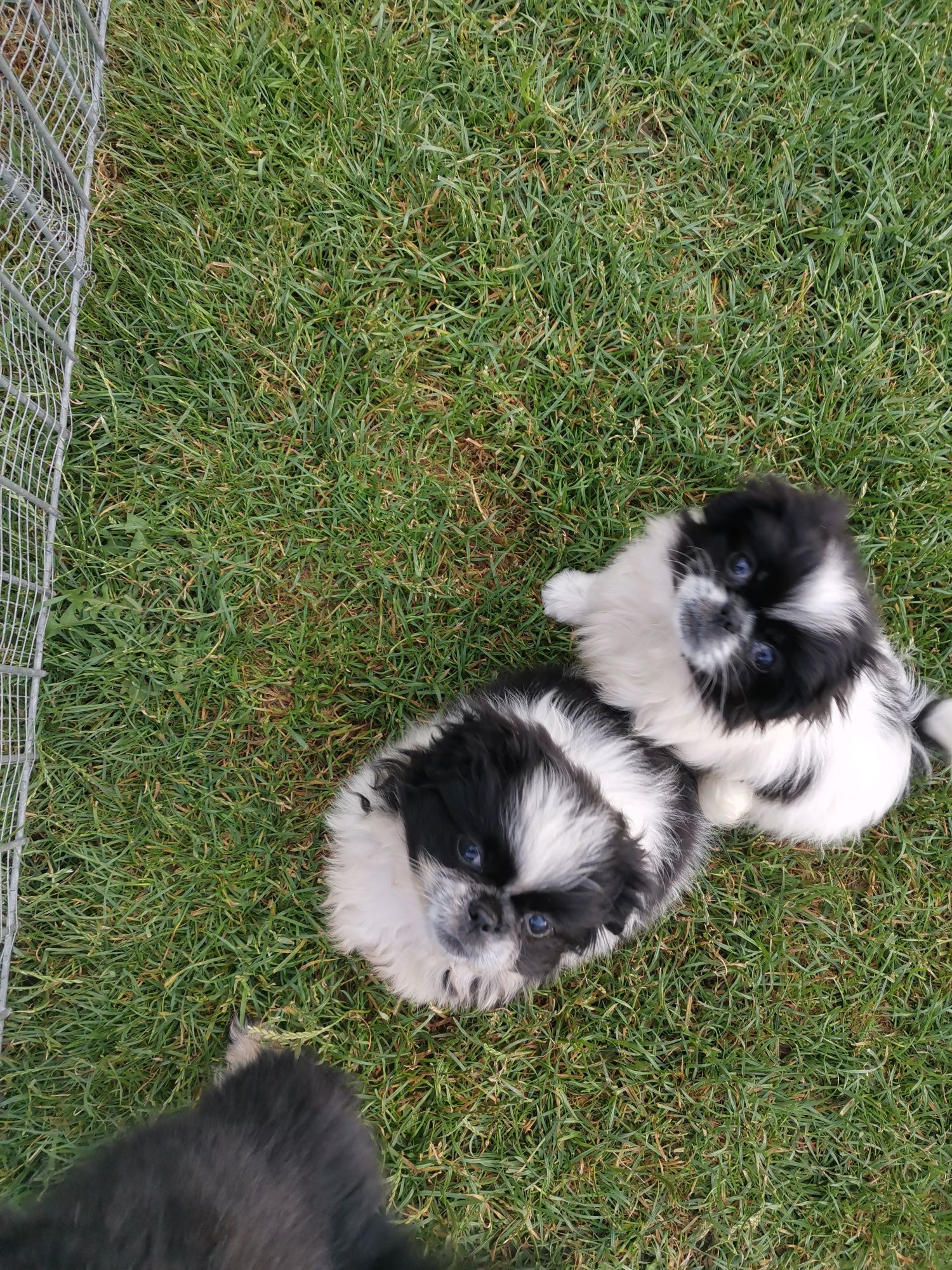 Szczeniak Pekińczyk Nie Shih Tzu