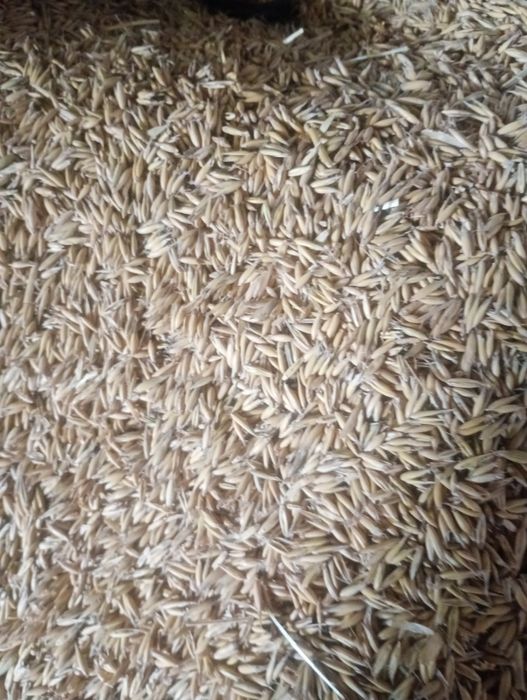 Sprzedam owies na pasze