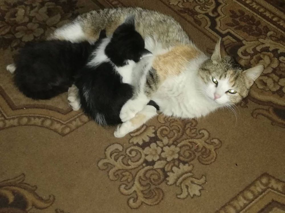 Віддамо кошенят в добрі руки