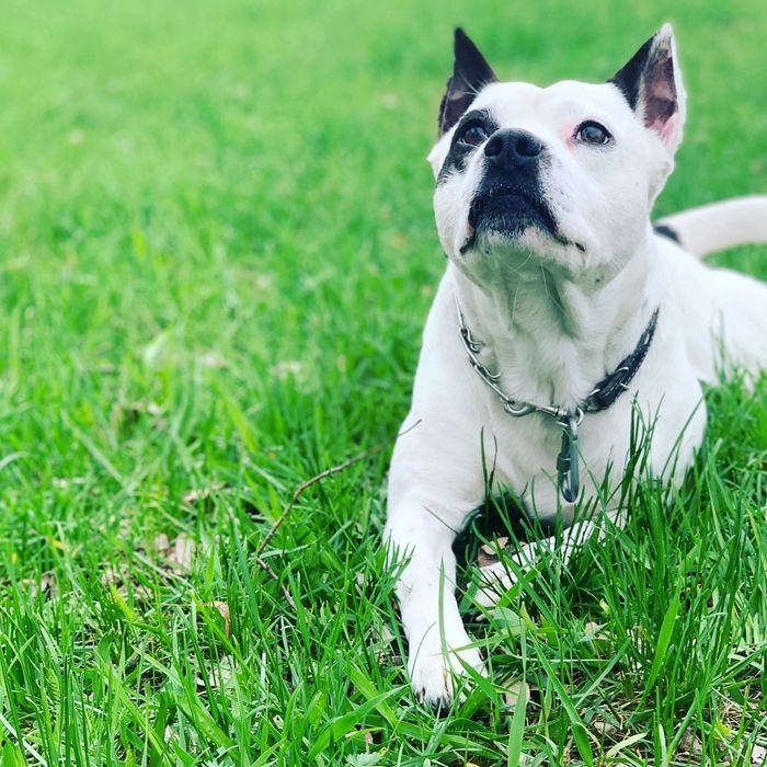 В’язка Американського Стаффорширського тер’єра