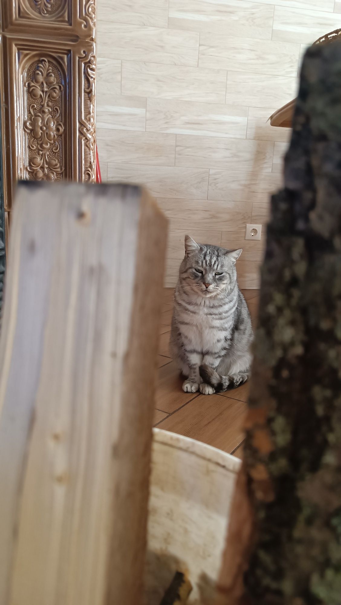 Кіт, котик безкоштовно