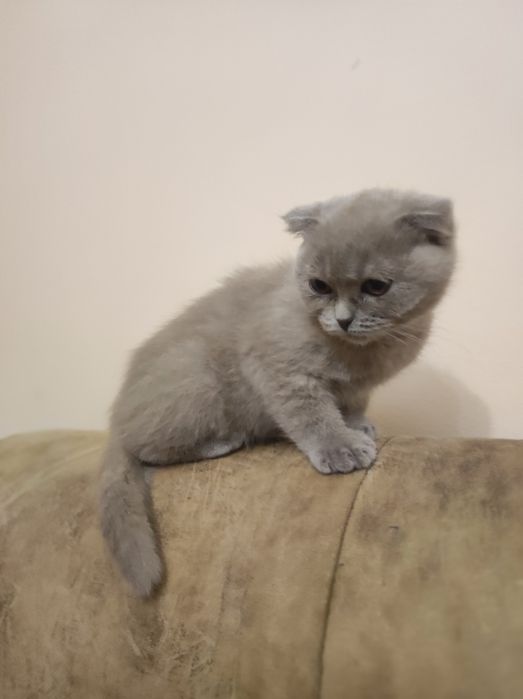 Киця муркиця фолд, Висловуха, 3 міс