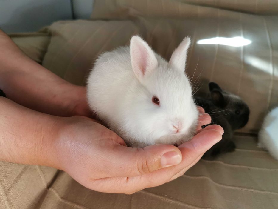 KIT completo coelhos anões + gaiola nova + comida