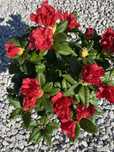 Rhododendron 'Scarlet Wonder'