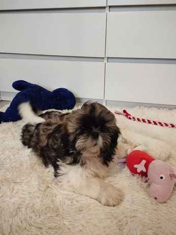 Shih Tzu śliczny maluszek