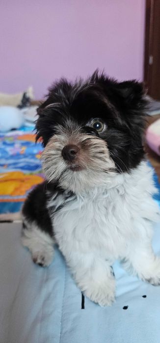 Yorkshire terrier Biro