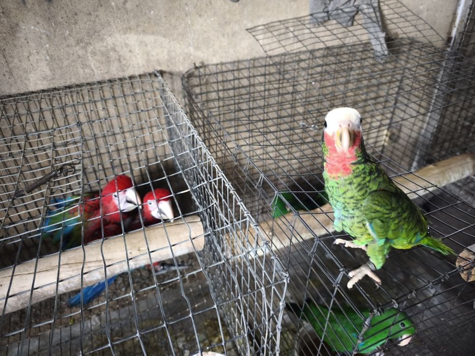 Papagaio Amazonas cubanos leucocephala para acabar de criar a mão