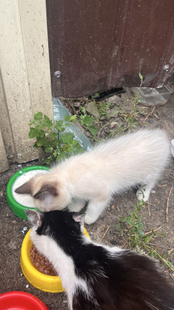 СРОЧНО, котята ищут дом