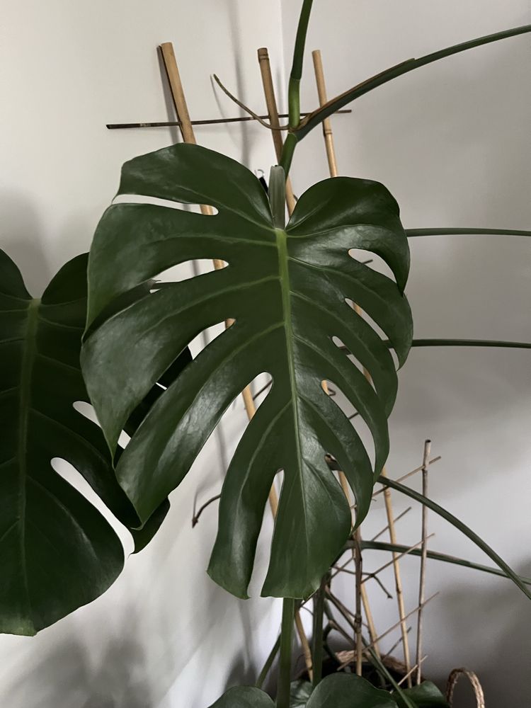 Monstera dziurawa duża