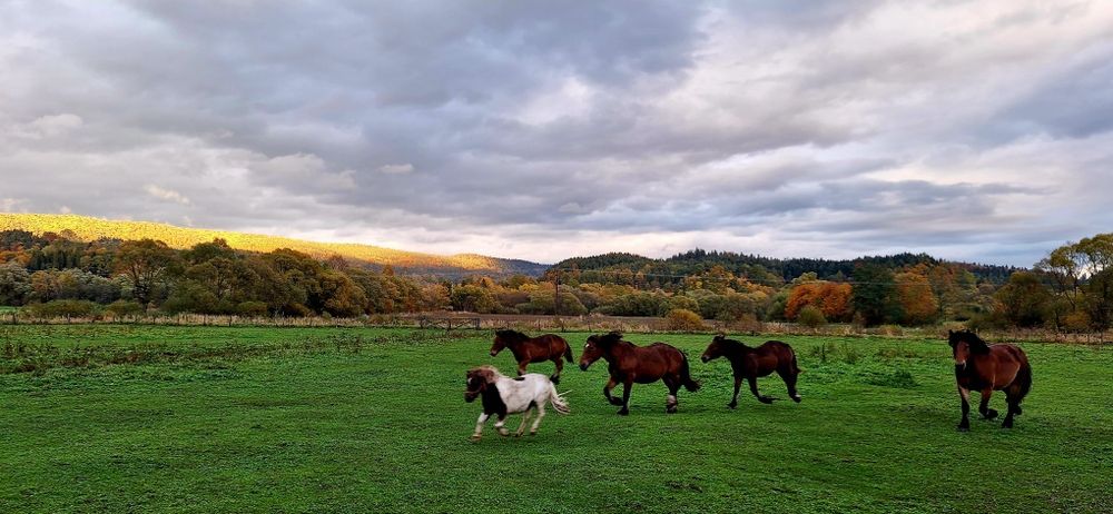 Urlop na odludziu w Domki z Bali Ciche Marzenie Bieszczady
