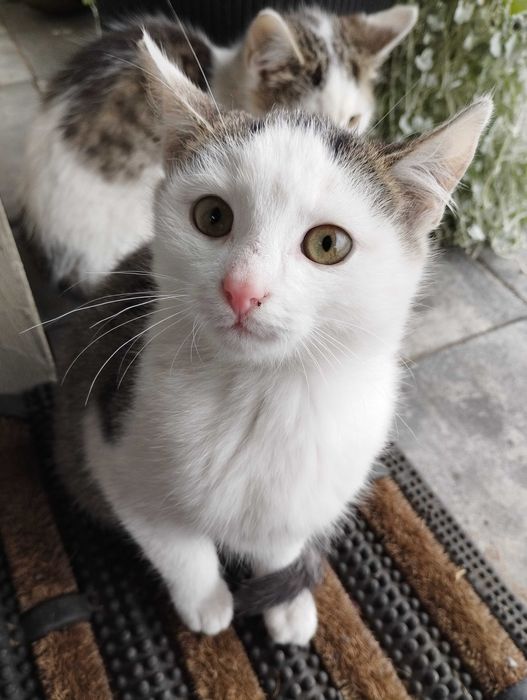 Koty Kocurki oddam za darmo dowóz do 30 km gratis