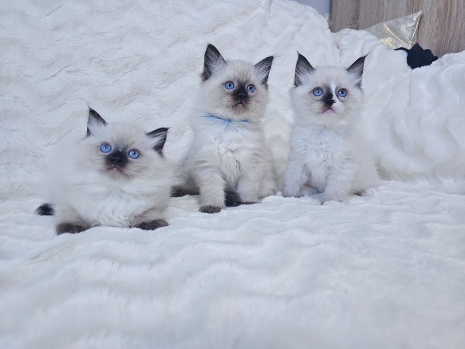 Kocurek Ragdoll z rodowodem (kocięta Ragdoll) gotowy do odbioru