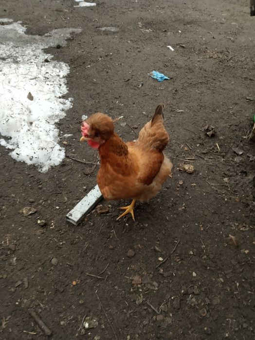 Інкубаційні яйця домашніх курей(инкубационное яйцо)