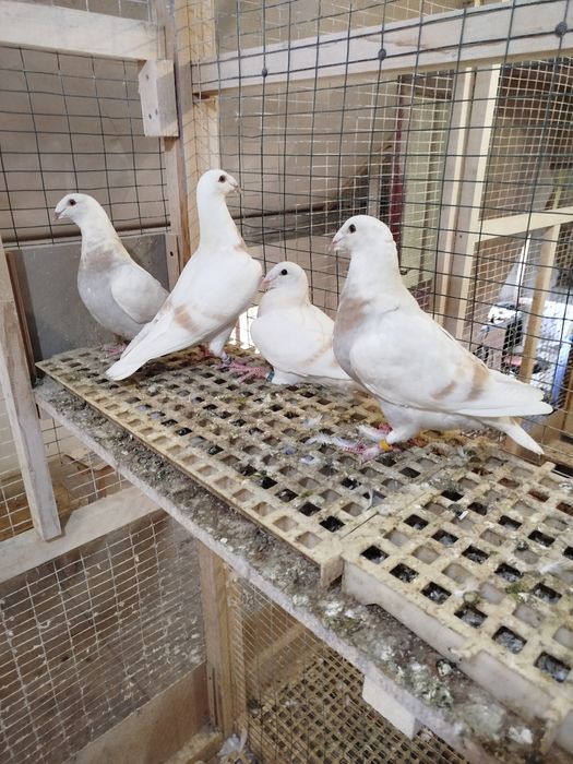 Птахи декоративні