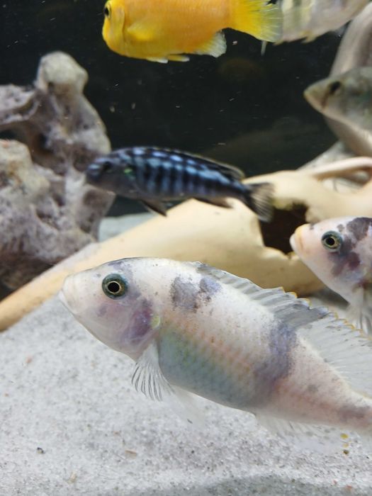 Ciclideo Metriaclima estherae ob