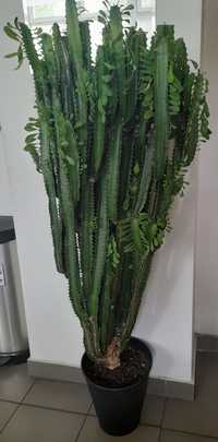 Euphorbia Trigona Wilczomlecz Trójżebrowy lub" kaktus"