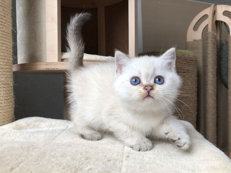 Золота колорна шиншила