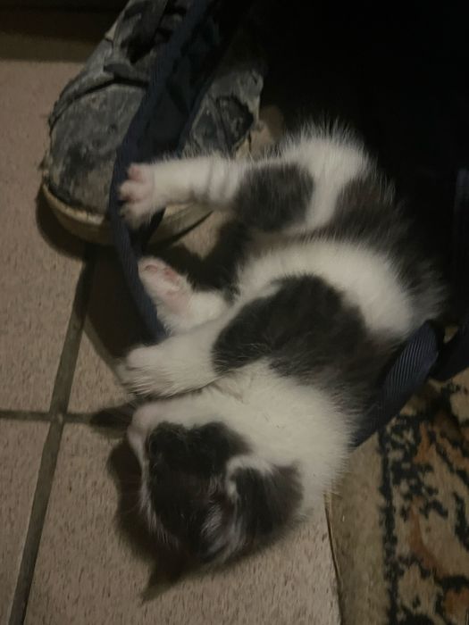 Koty  do oddania same jedza maja miesiac czasu