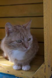 Lucynka-kochająca pieszczoty koteczka