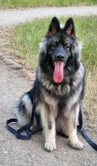 OWCZAREK STARONIEMIECKI Piękna Srebrna suczka po zdrowych rodzicach