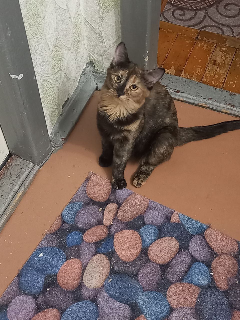 Кошечка ищет своего хозяина