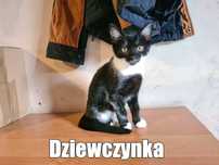 Trzy puchate kociaki szukają domu