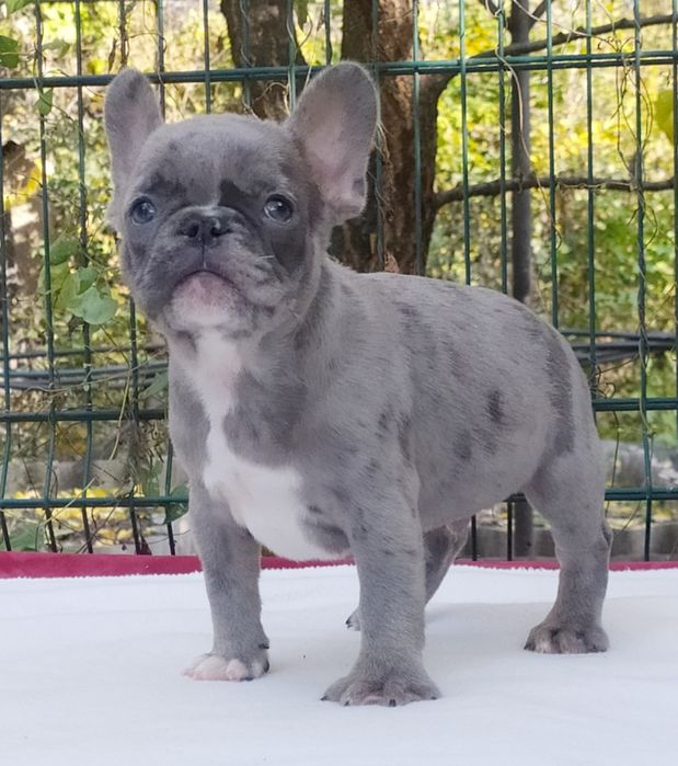 Малыш бульдог франик