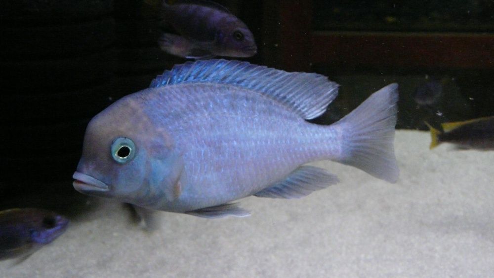 Дельфін блакитний Cyrtocara moorii Малаві Цихлиди Акваріумні рибки