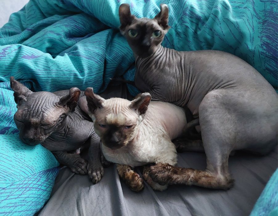 Эльфы мальчик и девочка.