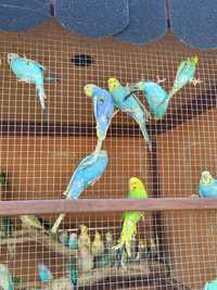 Papugi faliste ładne kolory młode