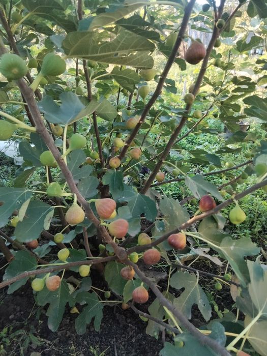 ИНЖИР САЖЕНЦЫ), ПРОДАМ,хурма, киви, гранат, фисташка,