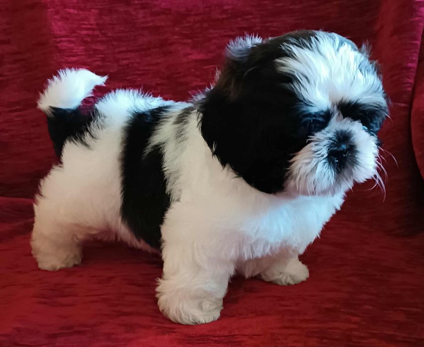 SHIH-TZU czarno-biały szczeniak