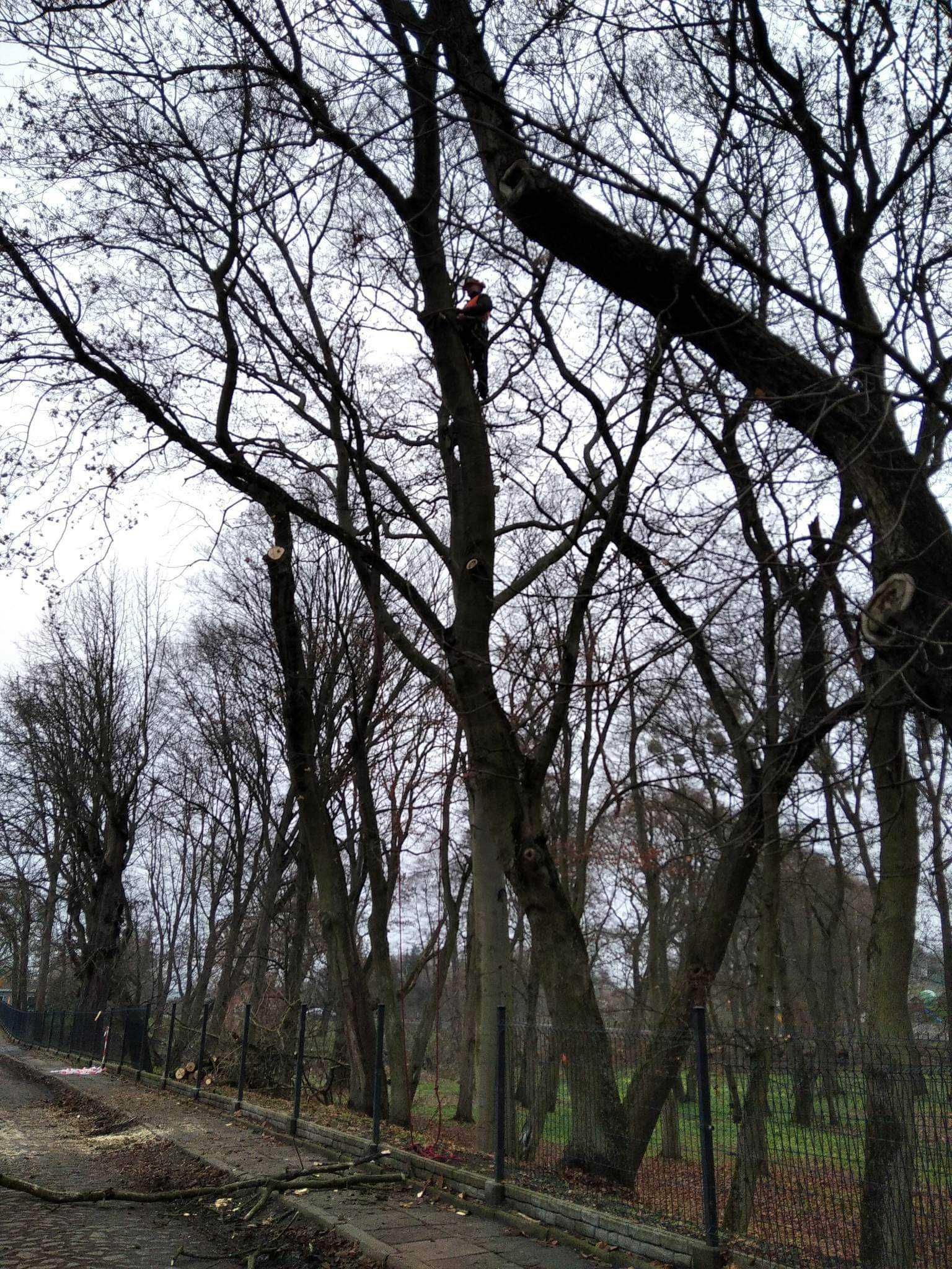 Wycinka drzew, sprzątanie działek, pielęgnacja ogrodów, alpinistyka