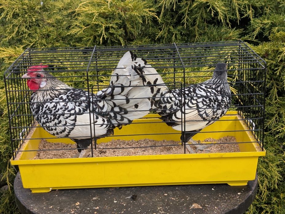 Para kurek ozdobnych